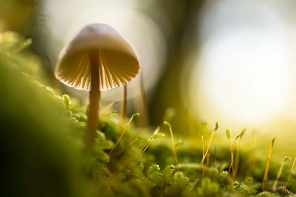 selective focus photograph of mushroom