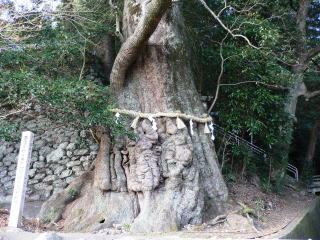 長島神社のクスノキ | 三重県緑化推進協会ウェブサイト