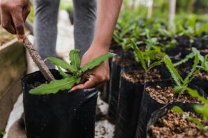 person holding green plant on black plastic pot